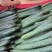 【实力推荐】黄瓜密刺黄瓜广东湛江大量上市价格实惠视频拿货