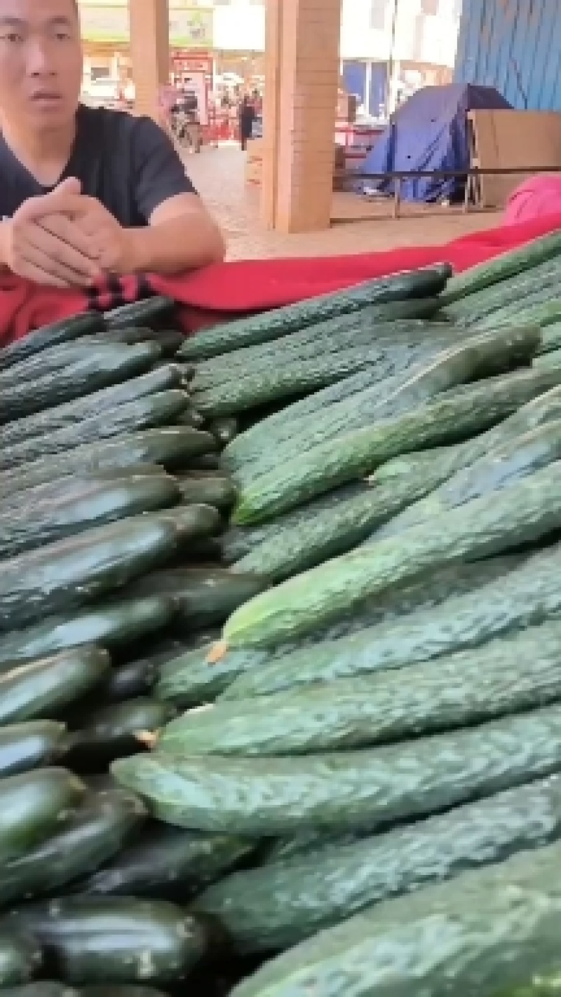 【实力推荐】黄瓜密刺黄瓜广东湛江大量上市价格实惠视频拿货