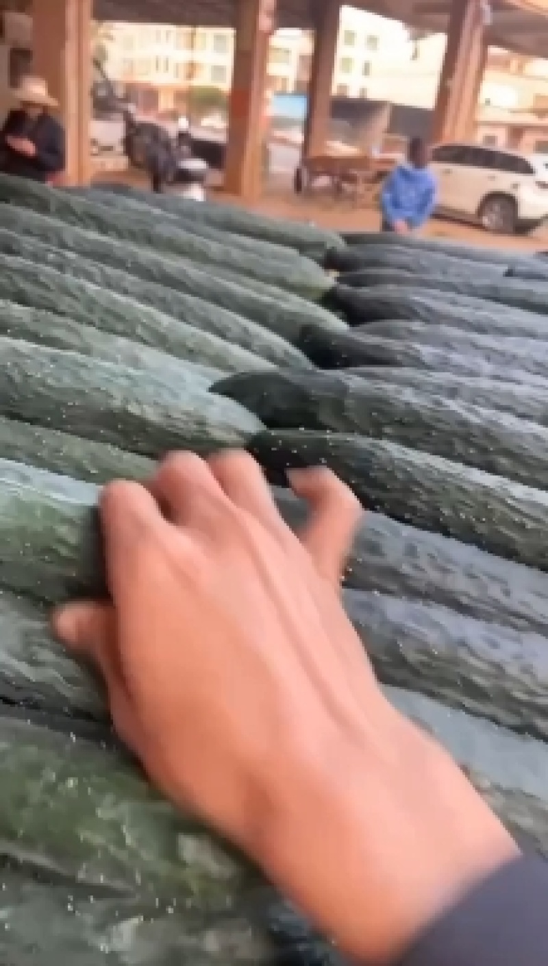 【实力推荐】黄瓜密刺黄瓜广东湛江大量上市价格实惠视频拿货