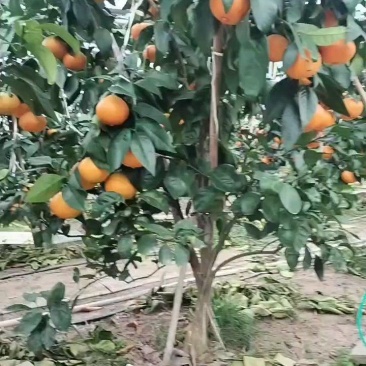 舌尖鲜果