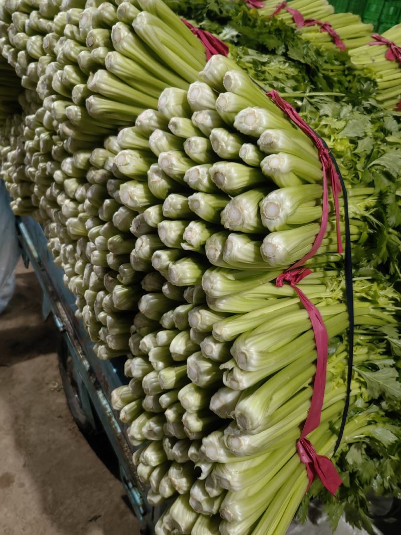 聊城市芹菜大量上市，一手货源，质量好价格低，支持各种包装