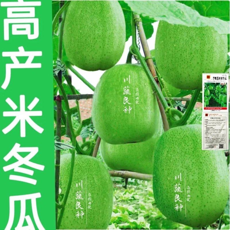 早熟五叶米冬瓜种子小冬瓜种子一串铃冬瓜种子芋香冬瓜种籽