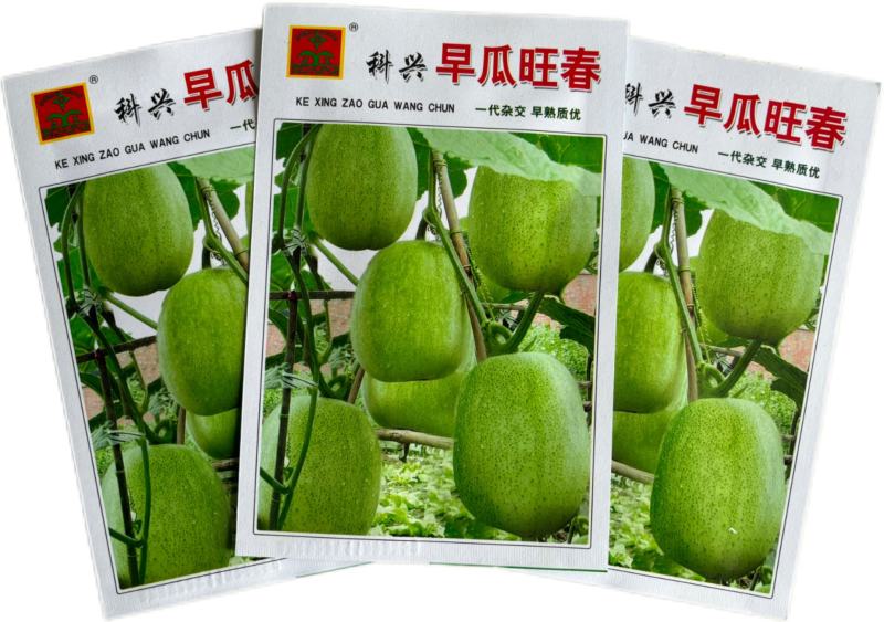 早熟五叶米冬瓜种子小冬瓜种子一串铃冬瓜种子芋香冬瓜种籽