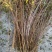 东北辽宁干枝雪柳喷雪花珍珠李鲜切枝产地批发