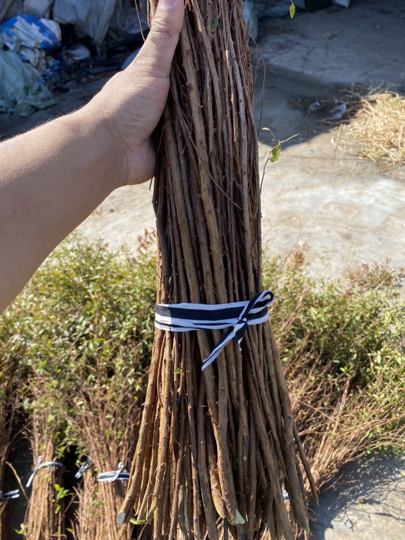 东北辽宁干枝雪柳喷雪花珍珠李鲜切枝产地批发
