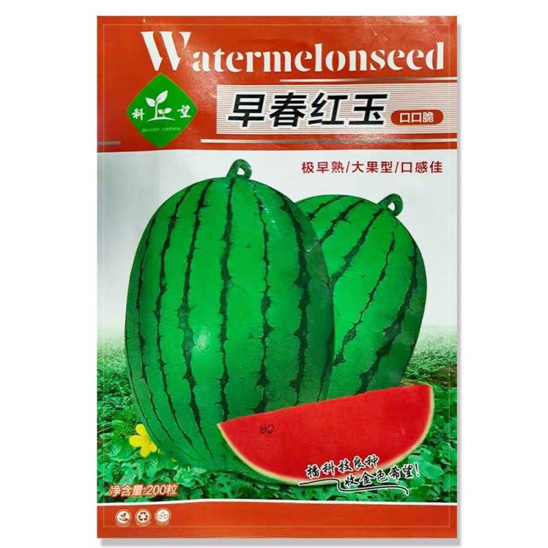 早春红玉西瓜种子早熟礼品小西瓜籽椭圆形薄皮高糖耐贮运大田