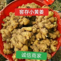 山东窖存小黄姜，老姜，姜巴风干姜，一件代发，全国接单