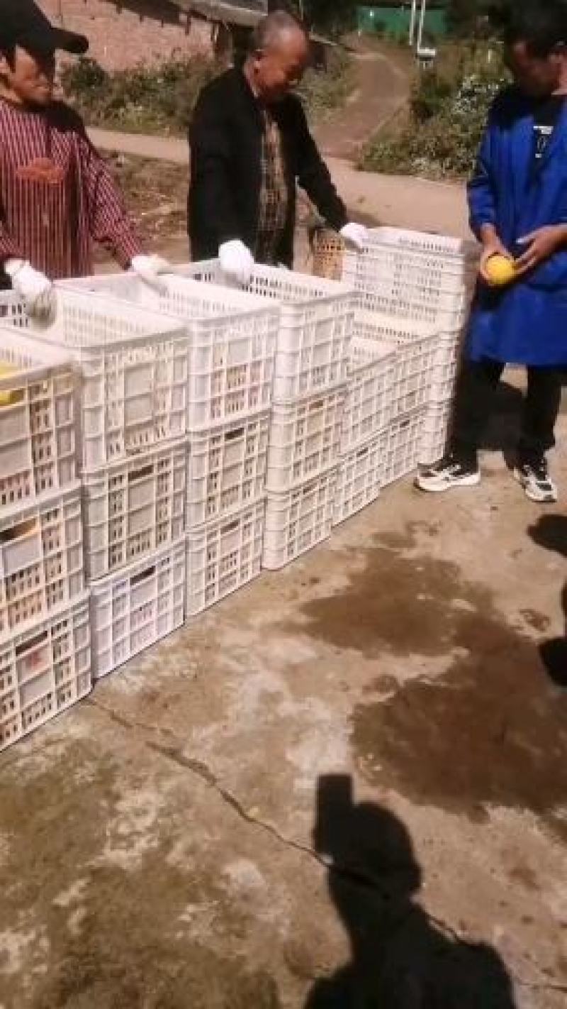 金堂县三溪镇，脐橙之乡，口感纯甜，颜色火红