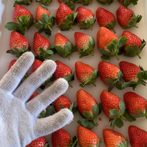 山东甜宝草莓批发代办大量供应全国发货