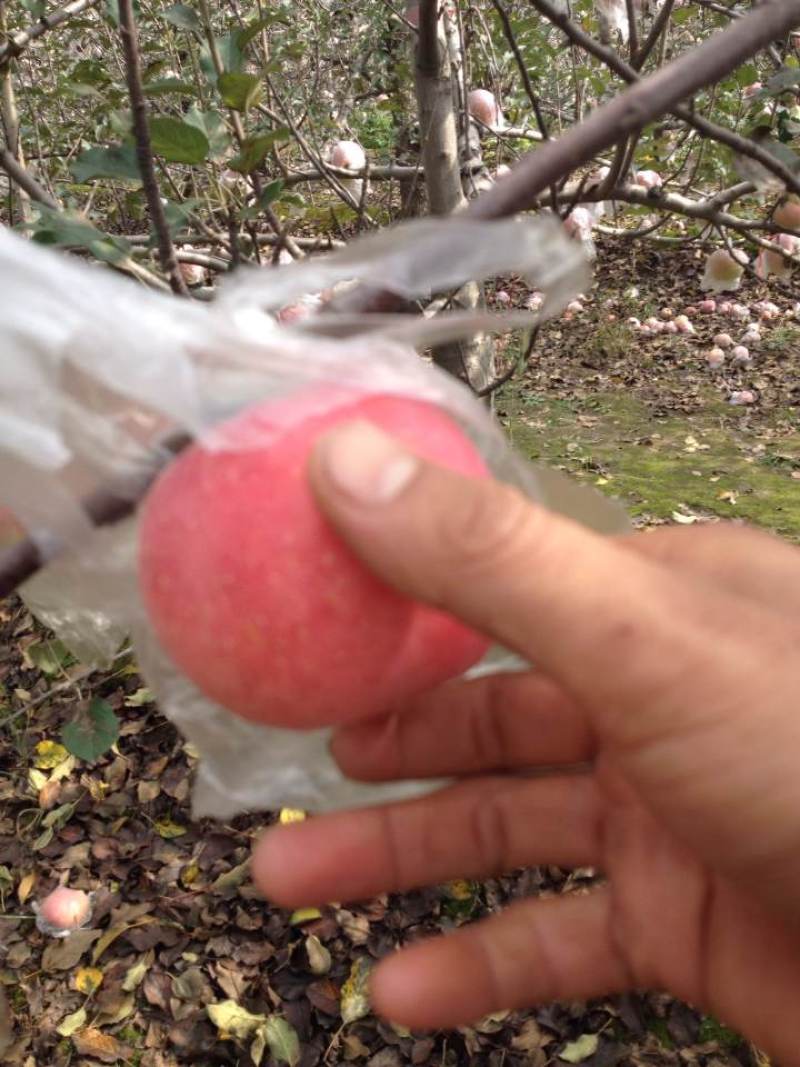 红富士批发，纸加膜红富士苹果，水晶红富士苹果代购代销