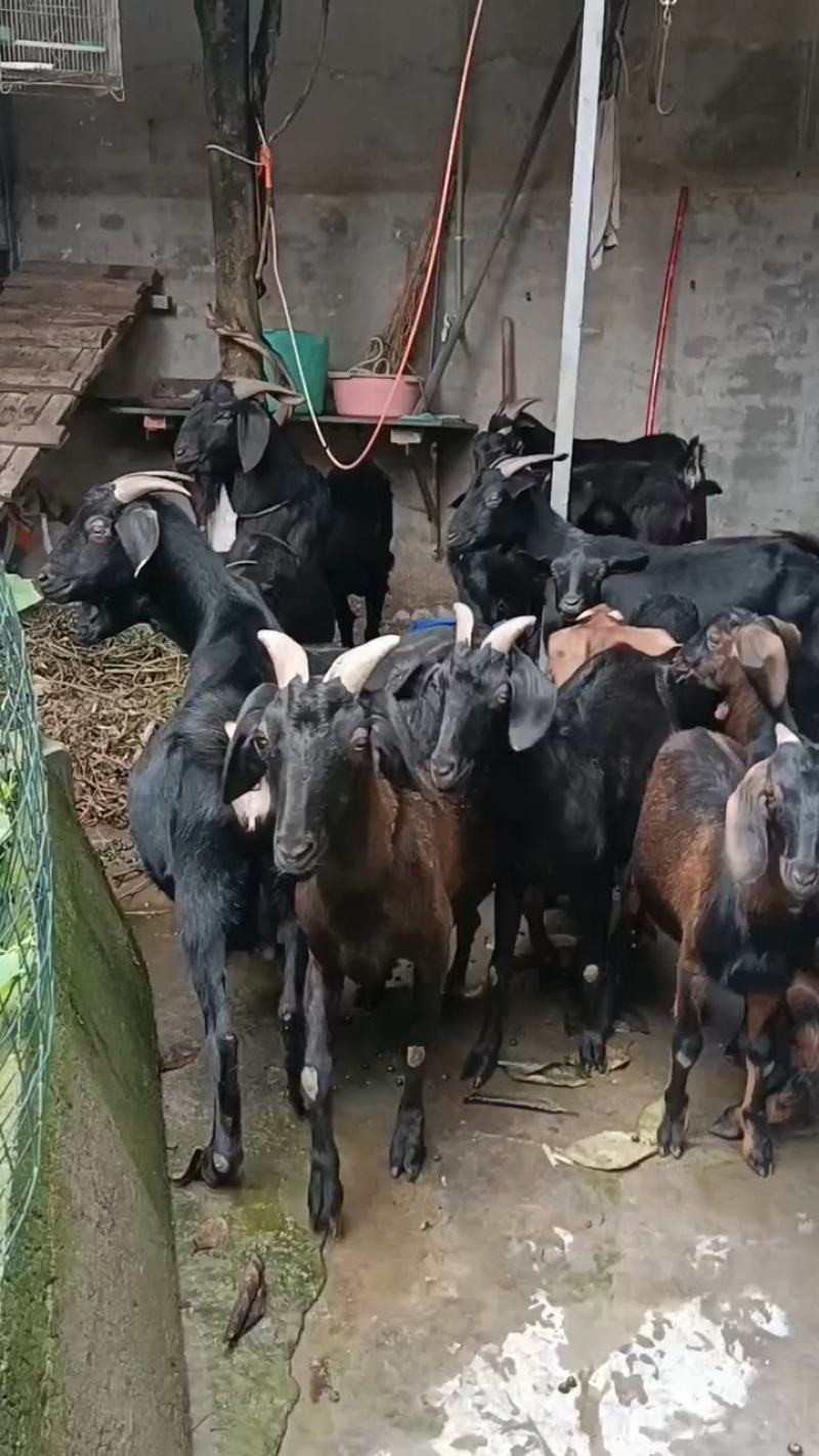 金堂努比亚黑山羊