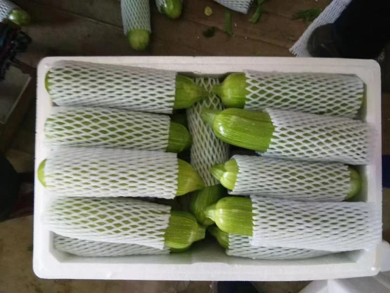 山东平邑精品绿皮西葫芦大量上市，现摘现发，质量保证