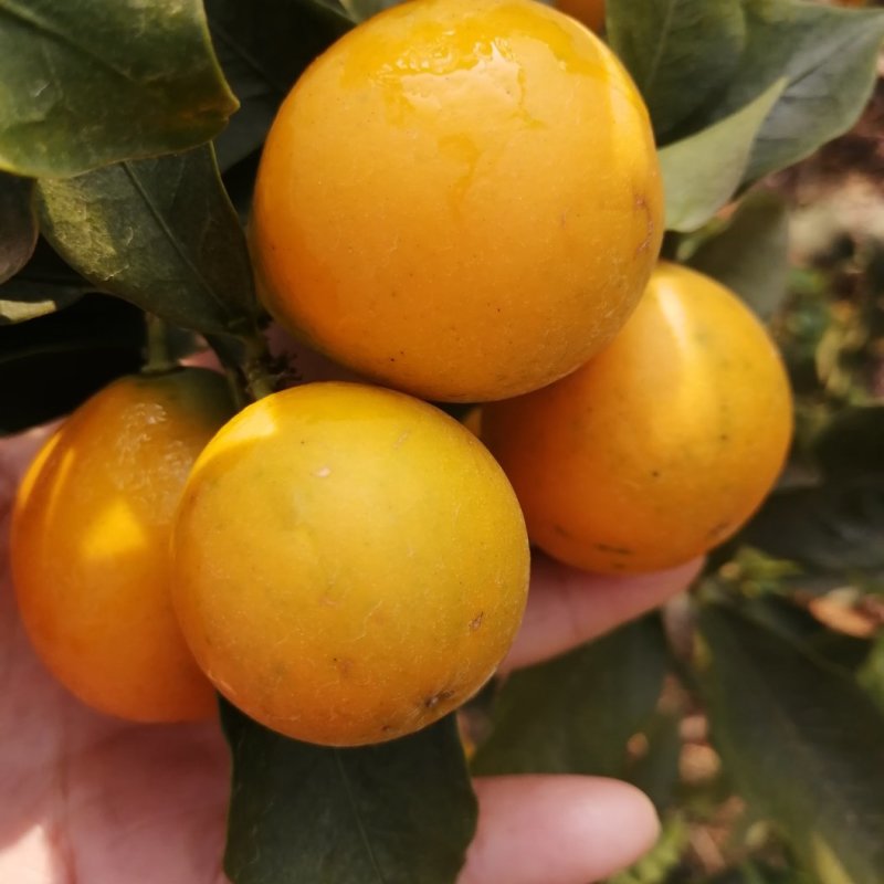 脆蜜金桔上市了，7至25元大量有货