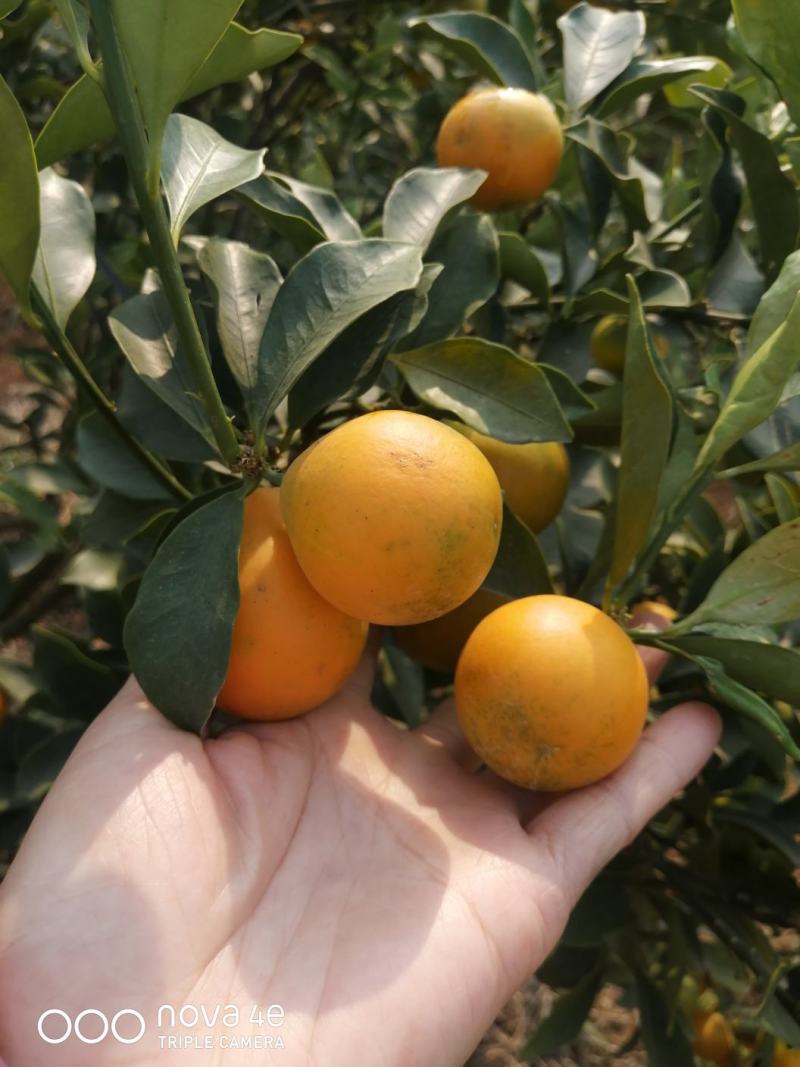 脆蜜金桔上市了，7至25元大量有货
