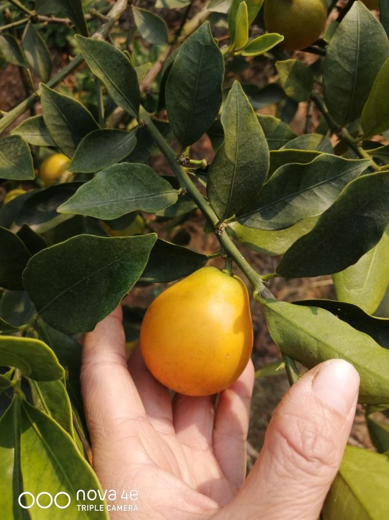 脆蜜金桔上市了，7至25元大量有货