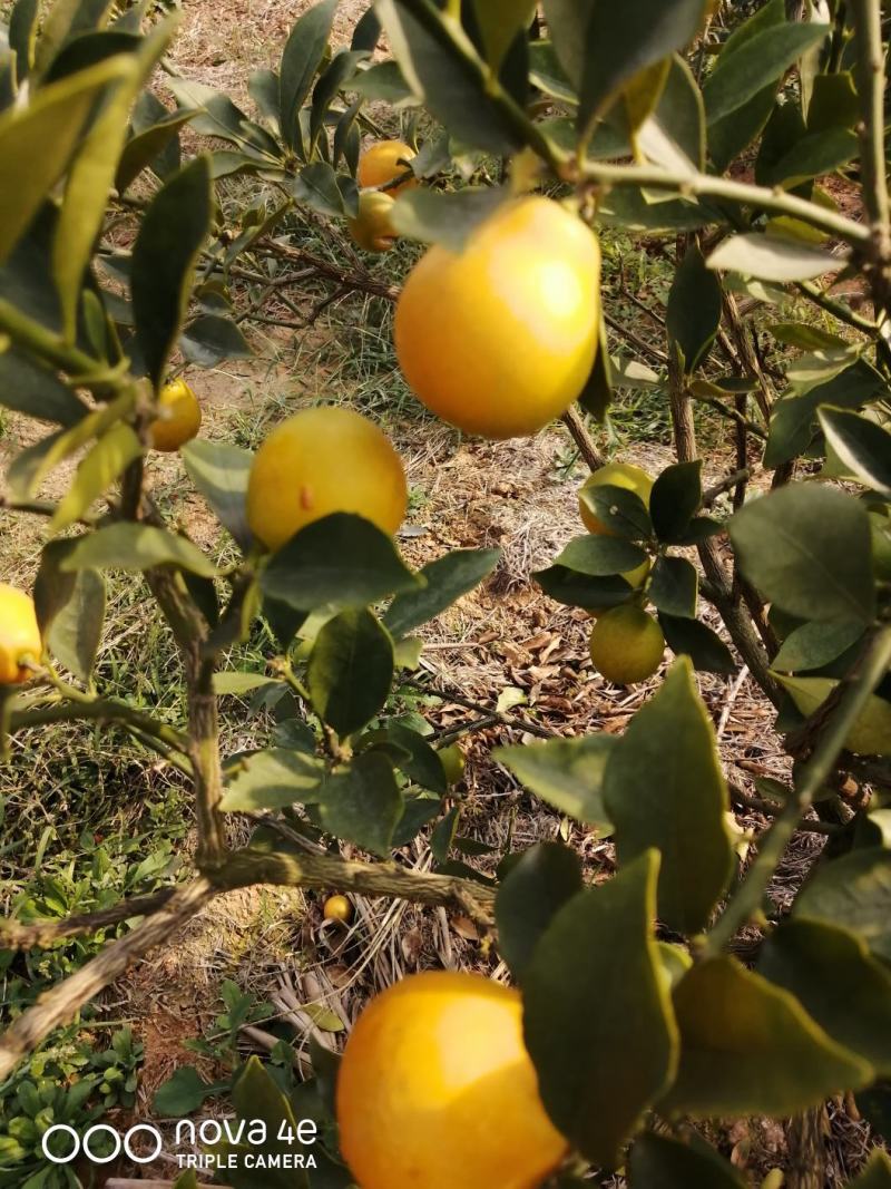 脆蜜金桔上市了，7至25元大量有货