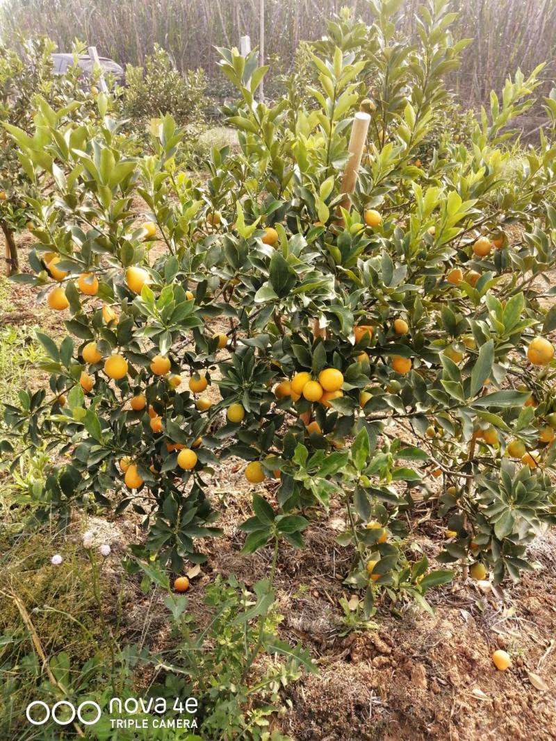 脆蜜金桔上市了，7至25元大量有货