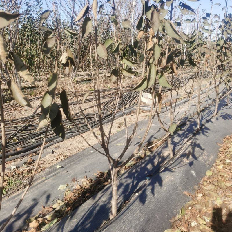 3公分黄蜜大樱桃树苗多少钱一棵