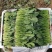 【菠菜热卖中🔥】适合各大电商平台商超批发市场