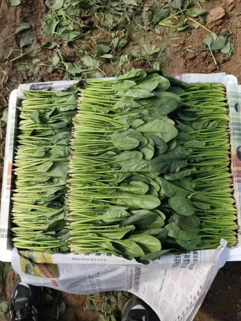 【菠菜热卖中🔥】适合各大电商平台商超批发市场