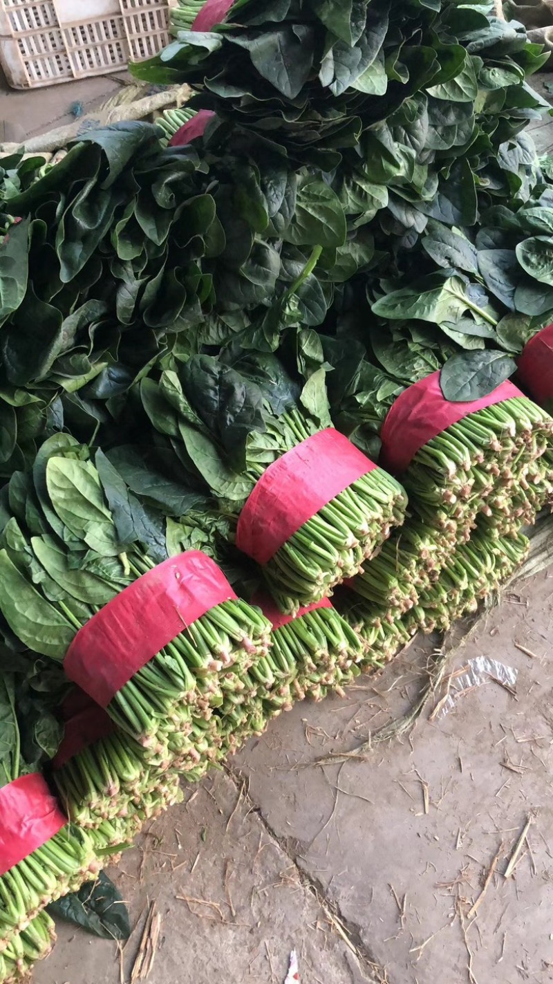 【菠菜热卖中🔥】适合各大电商平台商超批发市场