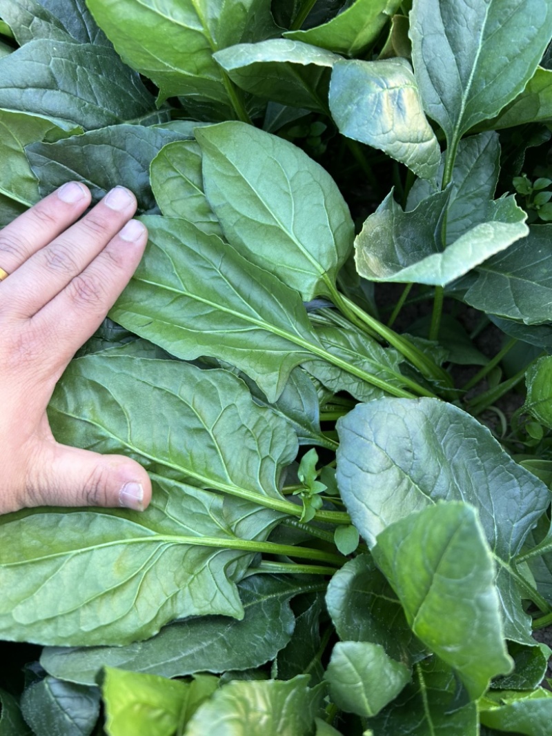 【菠菜热卖中🔥】适合各大电商平台商超批发市场