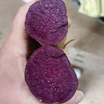 紫薯济黑2号