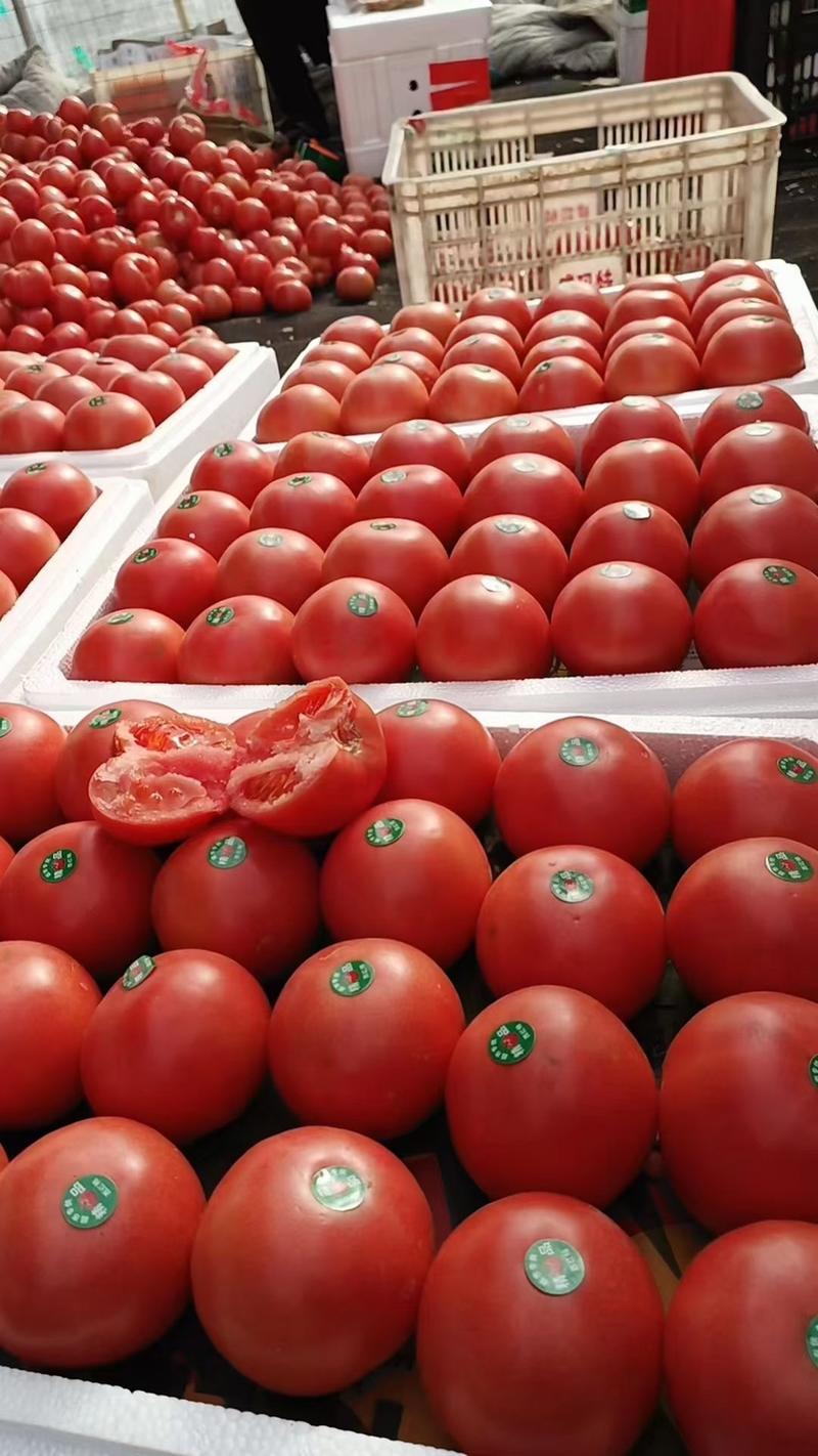 山东费县硬粉西红柿大量上市现摘现发欢迎订购