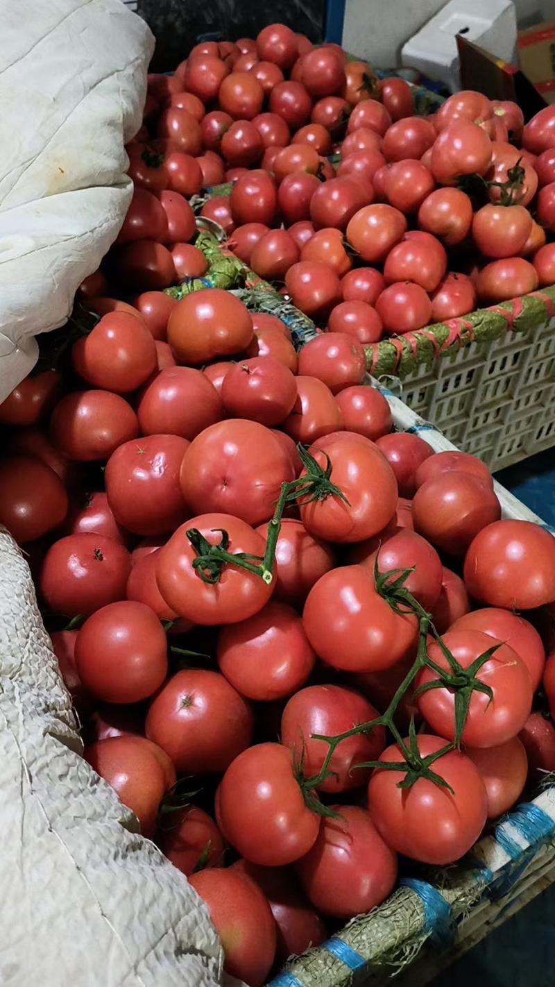 山东费县硬粉西红柿大量上市现摘现发欢迎订购