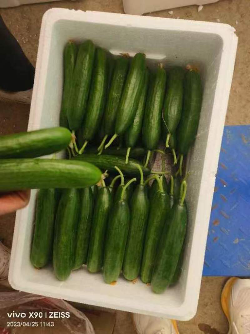 水果黄瓜现摘现发品质保证欢迎来电洽谈也可以视频