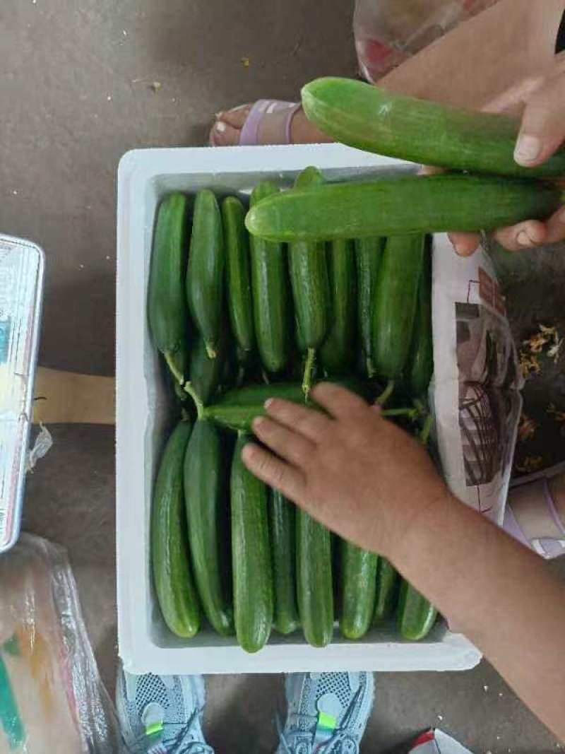 水果黄瓜现摘现发品质保证欢迎来电洽谈也可以视频