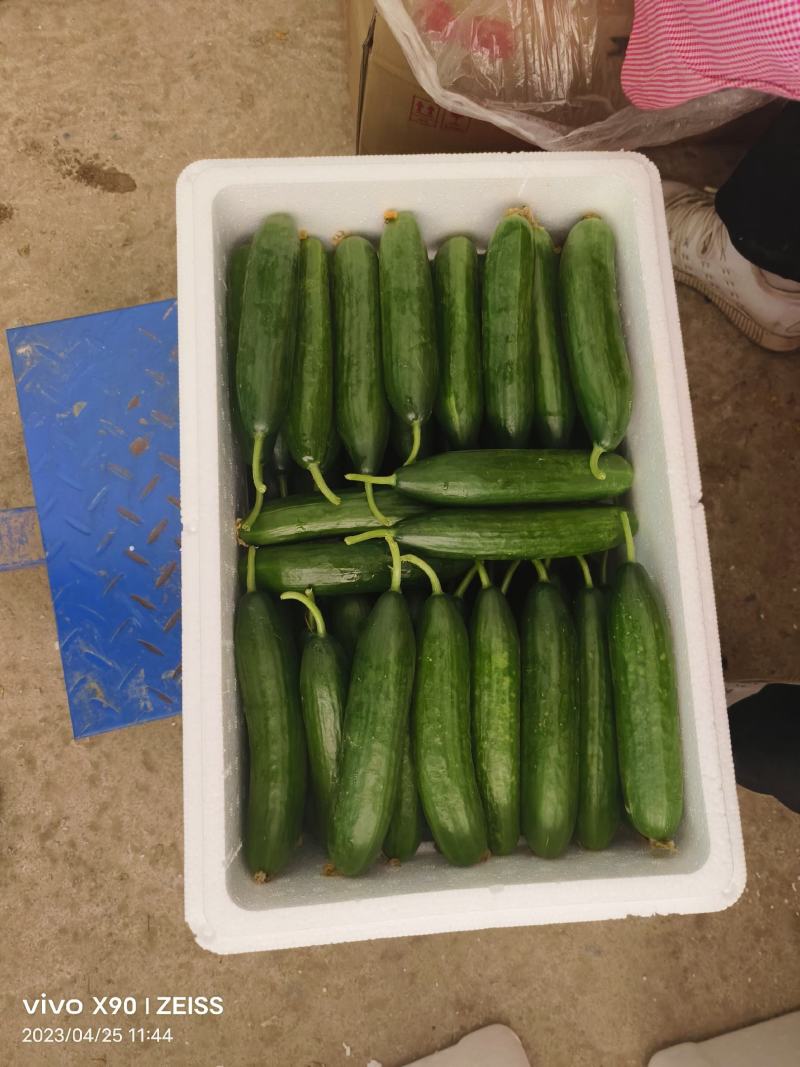 水果黄瓜现摘现发品质保证欢迎来电洽谈也可以视频