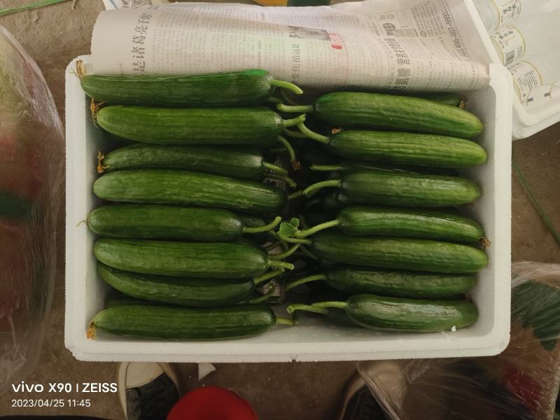 水果黄瓜现摘现发品质保证欢迎来电洽谈也可以视频