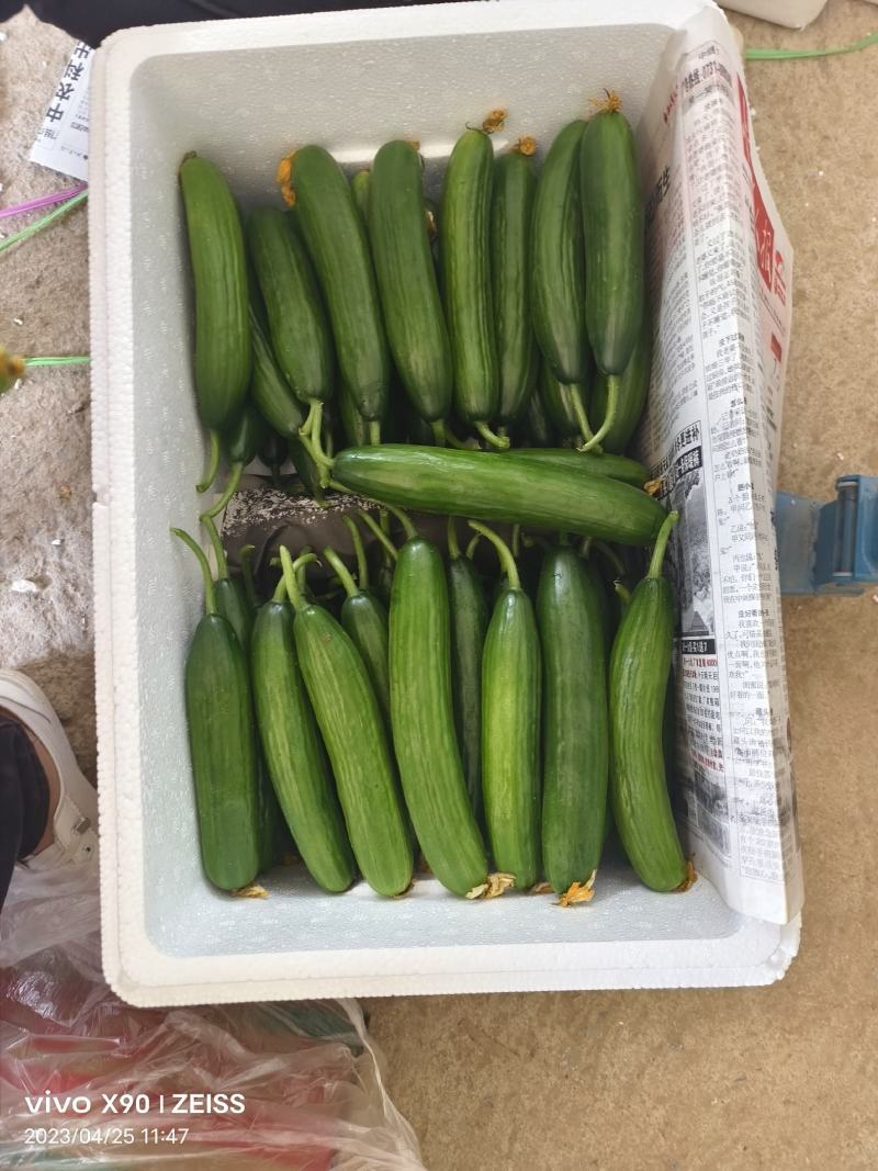 水果黄瓜现摘现发品质保证欢迎来电洽谈也可以视频