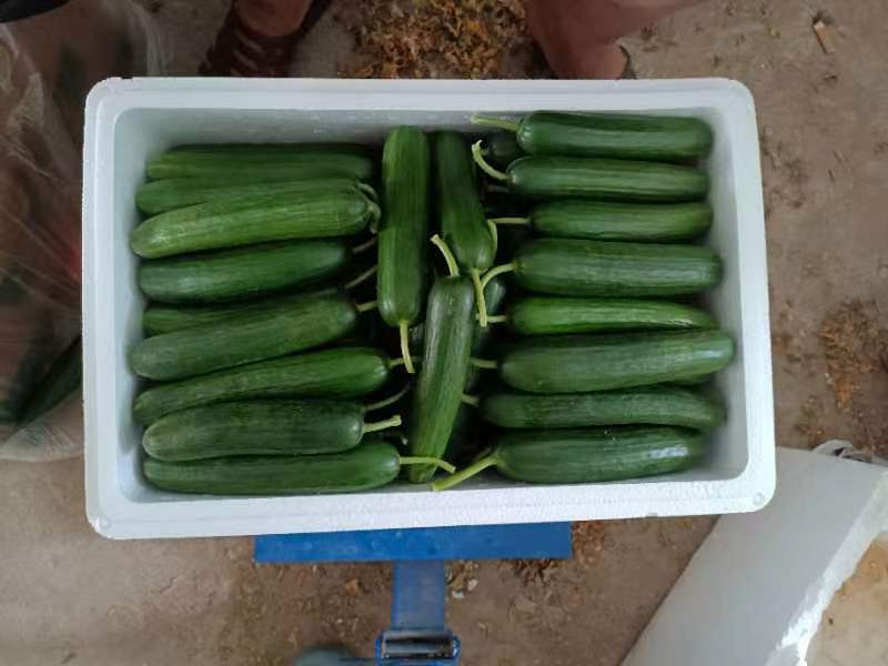 水果黄瓜现摘现发品质保证欢迎来电洽谈也可以视频