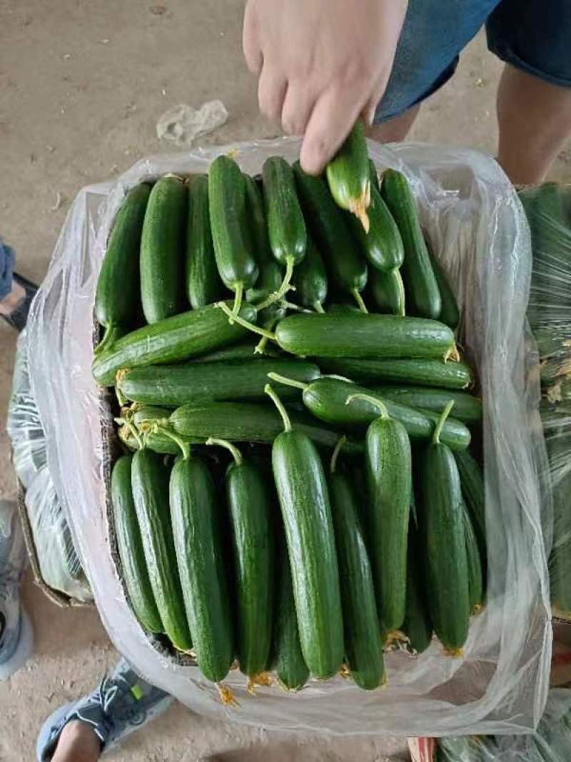 水果黄瓜现摘现发品质保证欢迎来电洽谈也可以视频
