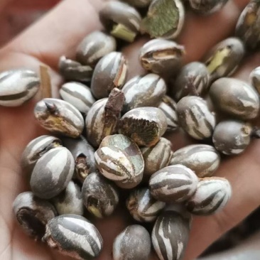 洋辣子大量有货长期供应全国发货可视频看货保质保量