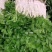 白芹菜，田间直达四川白芹菜精品白芹菜欢迎选购