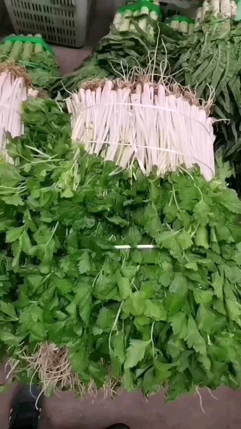 白芹菜，田间直达四川白芹菜精品白芹菜欢迎选购