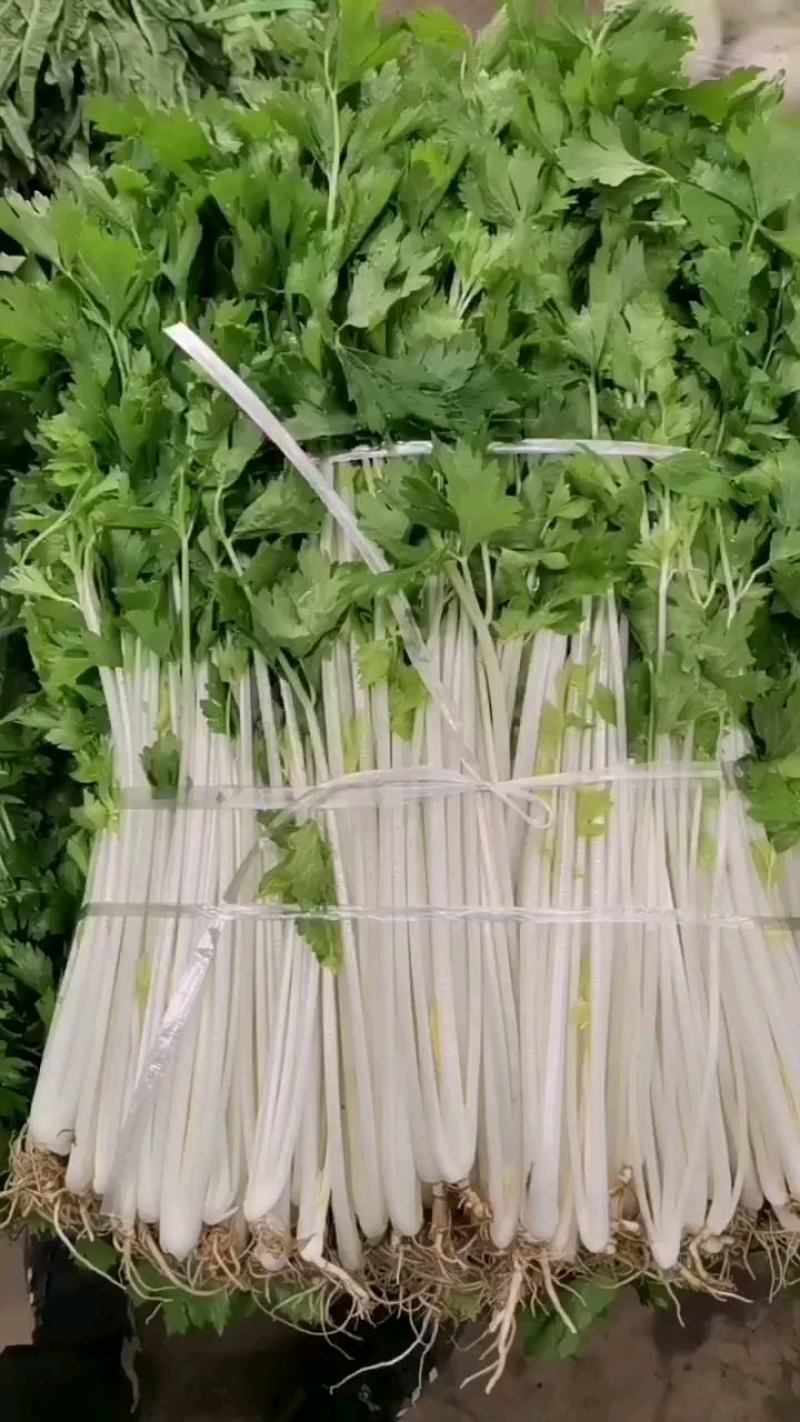 白芹菜，田间直达四川白芹菜精品白芹菜欢迎选购