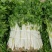 白芹菜，田间直达四川白芹菜精品白芹菜欢迎选购