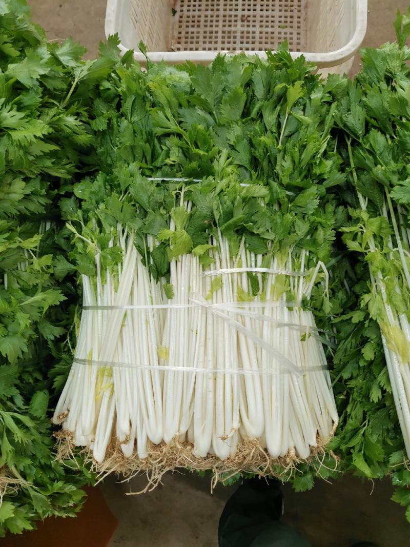 白芹菜，田间直达四川白芹菜精品白芹菜欢迎选购