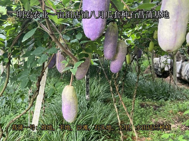 旱菖蒲种苗石菖蒲苗菖宝一号种苗石头地沙滩平地。山坡地种植