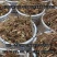 旱菖蒲种苗石菖蒲苗菖宝一号种苗石头地沙滩平地。山坡地种植