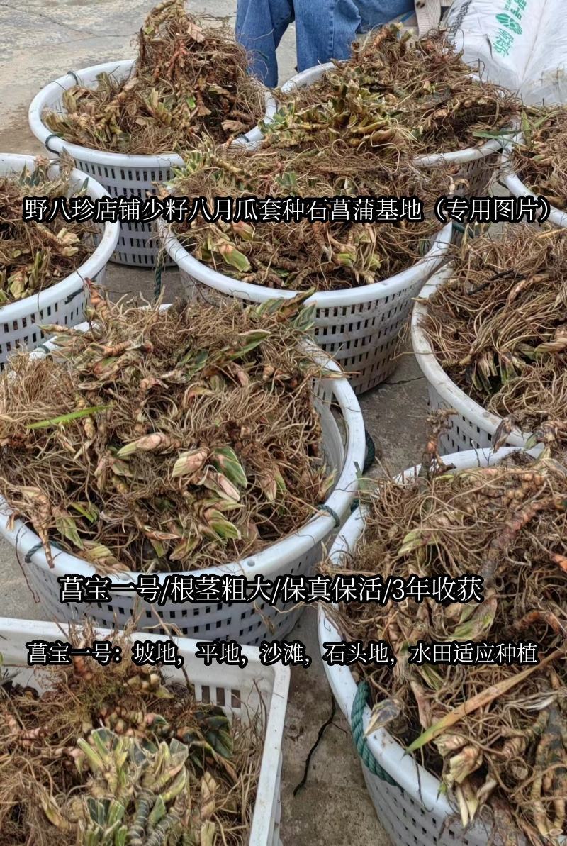 旱菖蒲种苗石菖蒲苗菖宝一号种苗石头地沙滩平地。山坡地种植