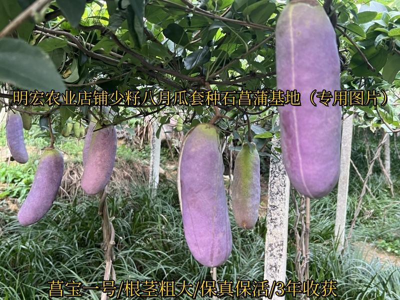 旱菖蒲种苗石菖蒲苗菖宝一号种苗石头地沙滩平地。山坡地种植