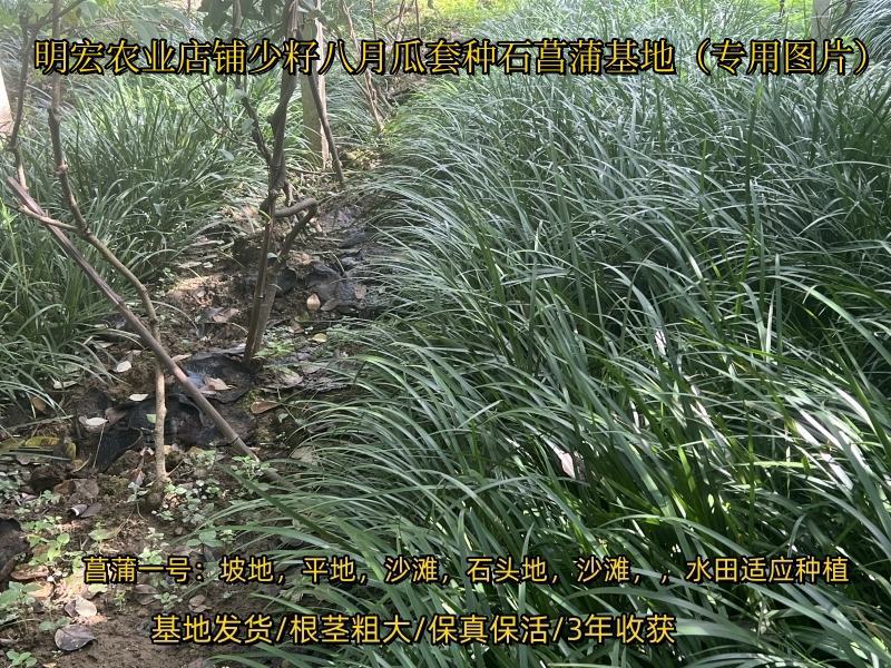 旱菖蒲种苗石菖蒲苗菖宝一号种苗石头地沙滩平地。山坡地种植