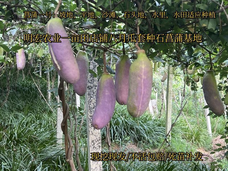 旱菖蒲种苗石菖蒲苗菖宝一号种苗石头地沙滩平地。山坡地种植