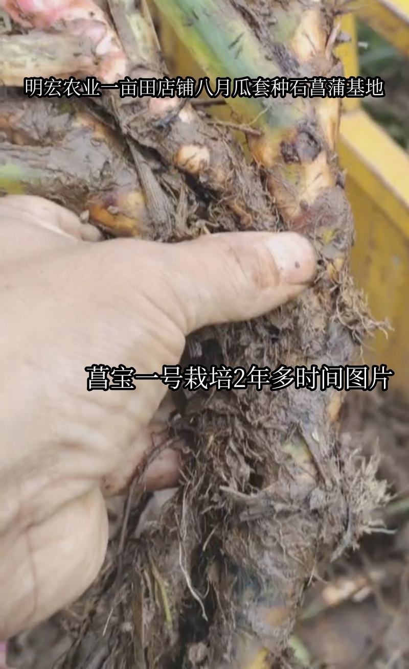 旱菖蒲种苗石菖蒲苗菖宝一号种苗石头地沙滩平地。山坡地种植