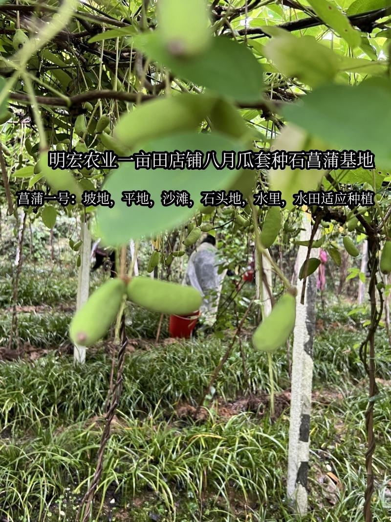 旱菖蒲种苗石菖蒲苗菖宝一号种苗石头地沙滩平地。山坡地种植